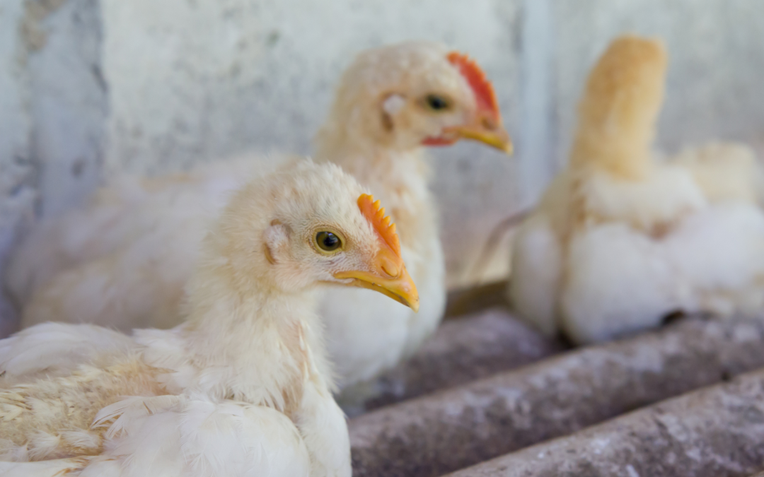 Understanding Bird Flu: Should You Be Concerned?