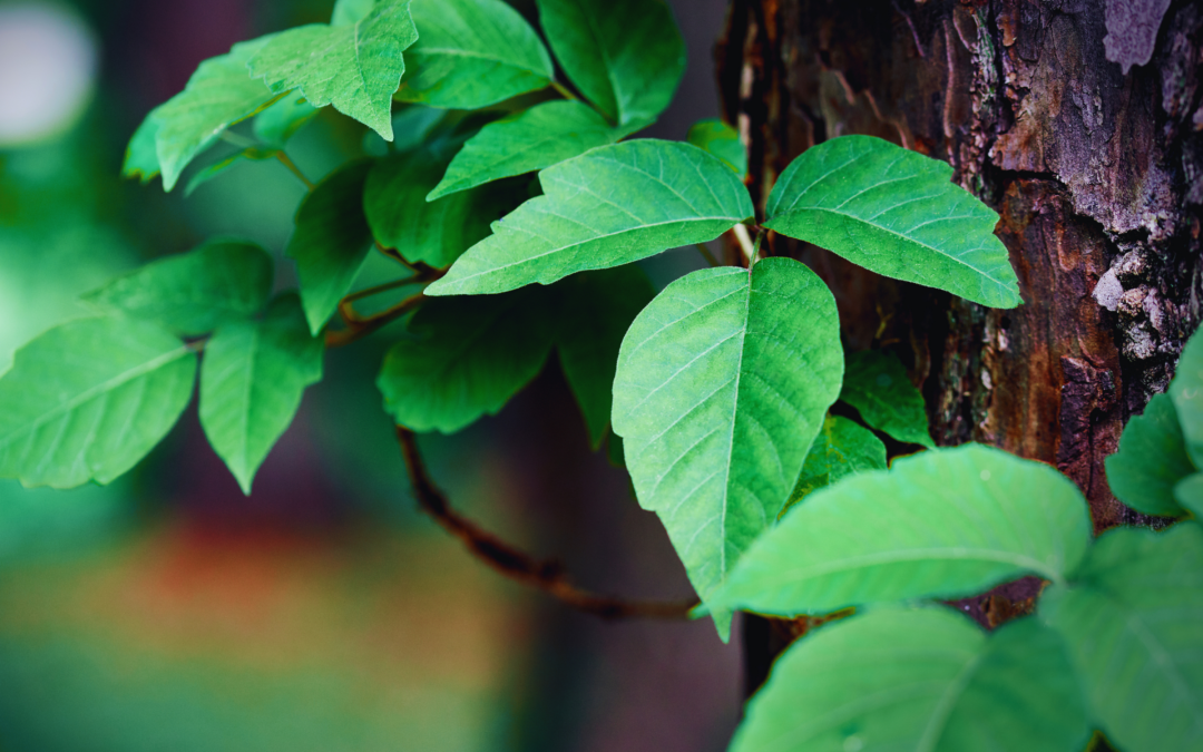 Poison ivy wrapped around a tree